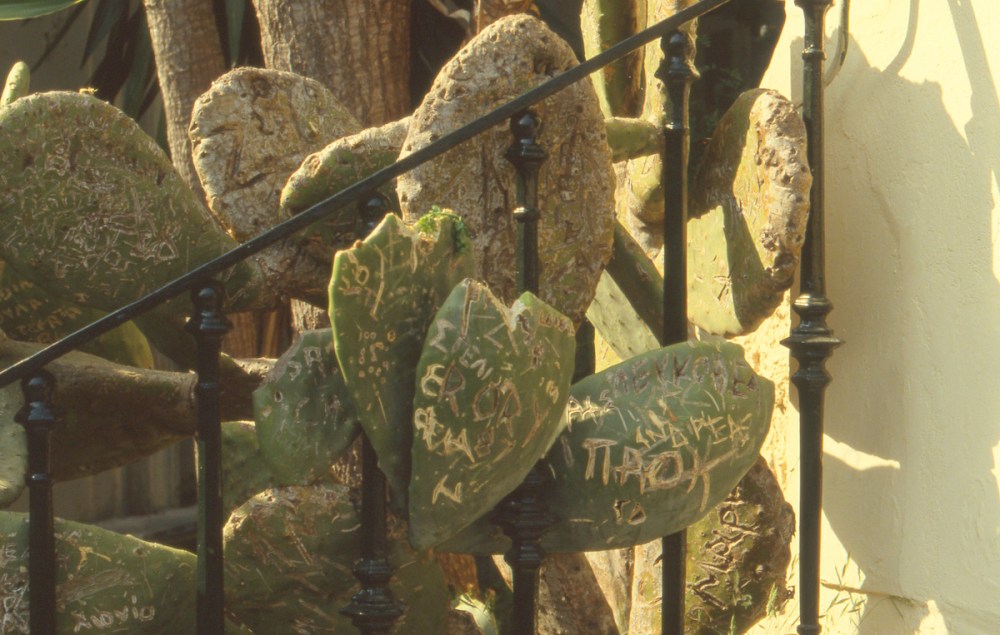 Graffiti on cactus, Corfu